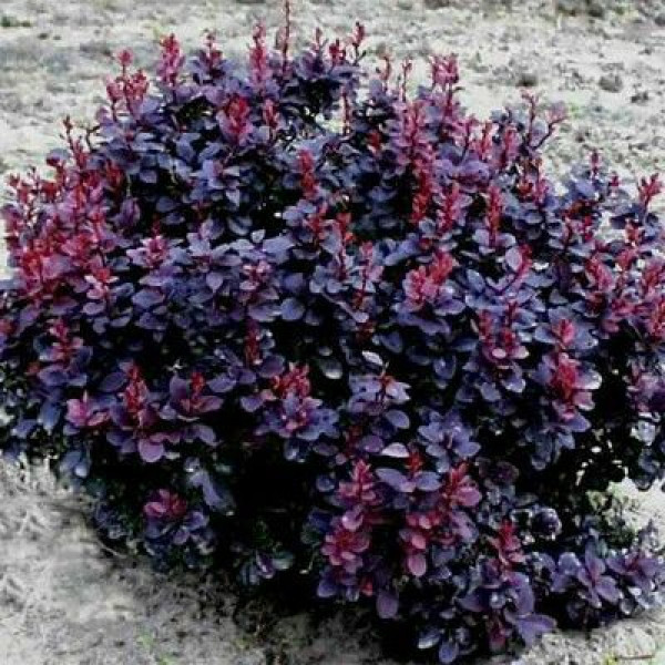 Барбарис Тунберга 'Конкорд' 3-річний Berberis thunbergii 'Concorde' - Зображення 3