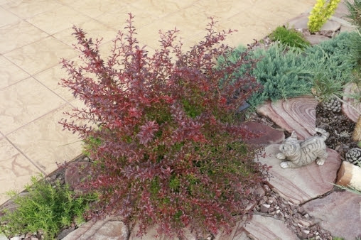 Барбарис Тунберга ‘Ред Дрім’, Berberis thunbergii ‘Red Dream’, С1, 5 - Зображення 3