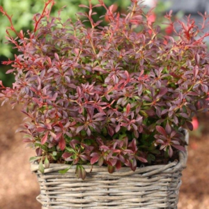 Барбарис Тунберга ‘Ред Дрім’, Berberis thunbergii ‘Red Dream’, С1, 5