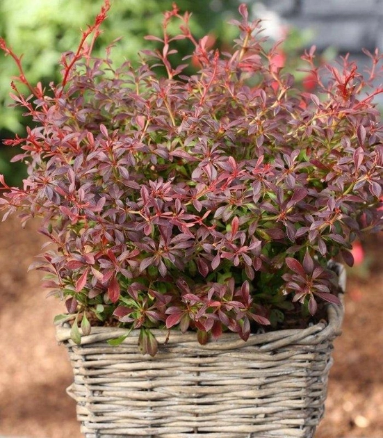Барбарис Тунберга ‘Ред Дрім’, Berberis thunbergii ‘Red Dream’, С1, 5