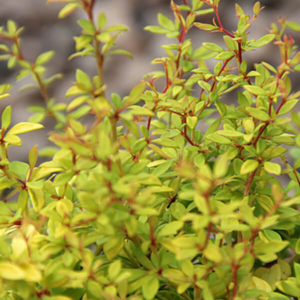 Барбарис Тунберга 'Голден Дрім' Berberis Thunbergii 'Golden Dream'