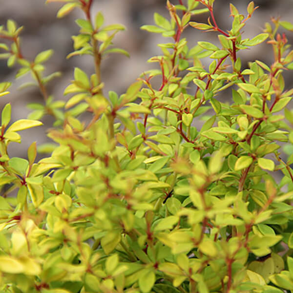 Барбарис Тунберга 'Голден Дрім' Berberis Thunbergii 'Golden Dream'