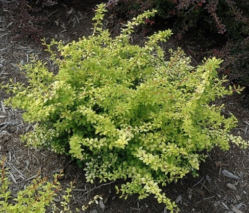 Барбарис Тунберга 'Голден Дрім' Berberis Thunbergii 'Golden Dream' - Зображення 2
