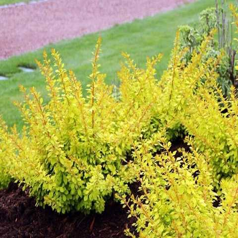 Барбарис Тунберга 'Голден Дрім' Berberis Thunbergii 'Golden Dream' - Зображення 3
