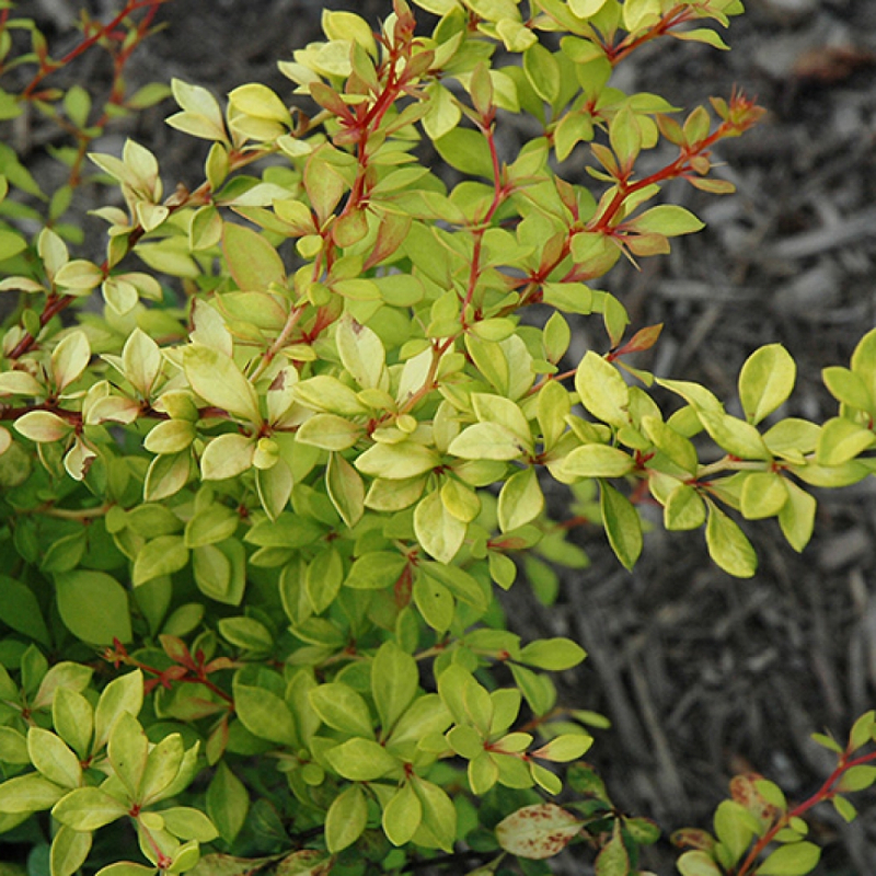 Барбарис Тунберга 'Голден Дрім' Berberis Thunbergii 'Golden Dream' - Зображення 4