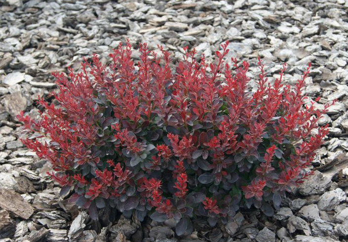 Барбарис тунберга "Багач" Berberis Thunbergii 'Bagatelle' - Зображення 2