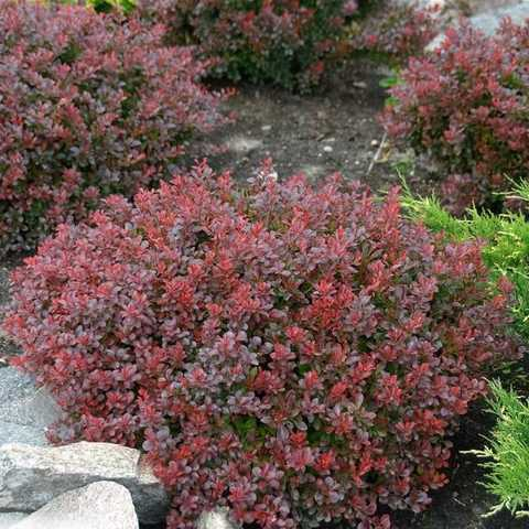 Барбарис тунберга "Багач" Berberis Thunbergii 'Bagatelle' - Зображення 3