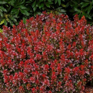 Барбарис тунберга "Багач" Berberis Thunbergii 'Bagatelle'