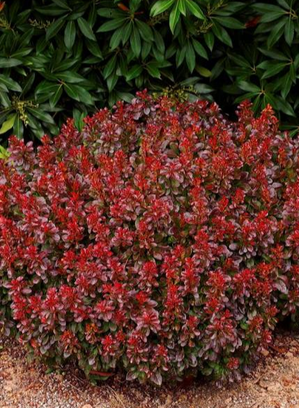 Барбарис тунберга "Багач" Berberis Thunbergii 'Bagatelle'