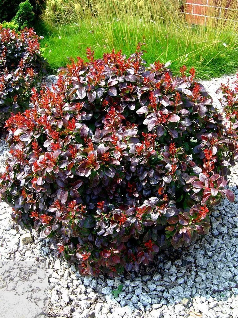 Барбарис тунберга "Багач" Berberis Thunbergii 'Bagatelle' - Зображення 4
