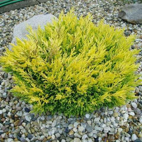 Ялівець повзучий 'Лайм Глоу' Juniperus horizontalis 'Lime Glow' - Зображення 2