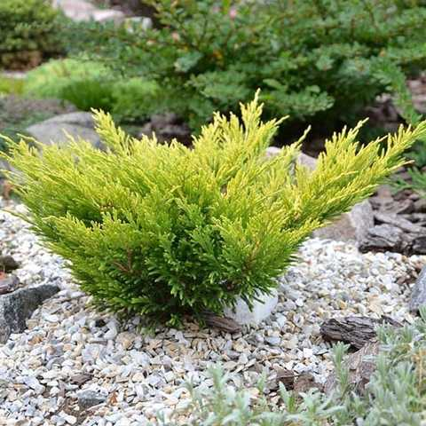 Ялівець повзучий 'Лайм Глоу' Juniperus horizontalis 'Lime Glow' - Зображення 3