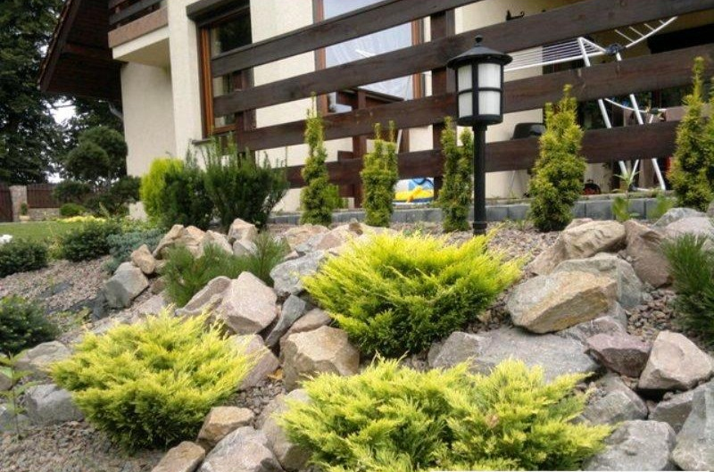 Ялівець повзучий 'Лайм Глоу' Juniperus horizontalis 'Lime Glow' - Зображення 4