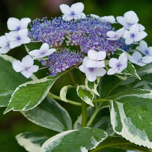 Гортензія великолистова "Триколор" Hydrangea macrophylla "Tricolor". р9