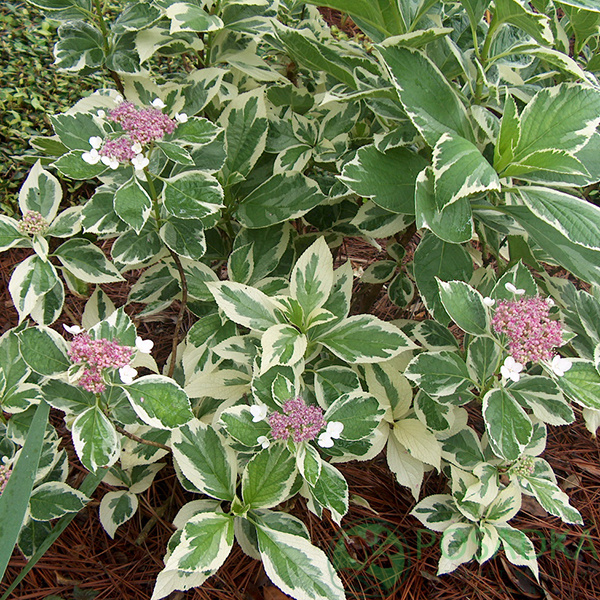 Гортензія великолистова "Триколор" Hydrangea macrophylla "Tricolor". р9 - Зображення 2