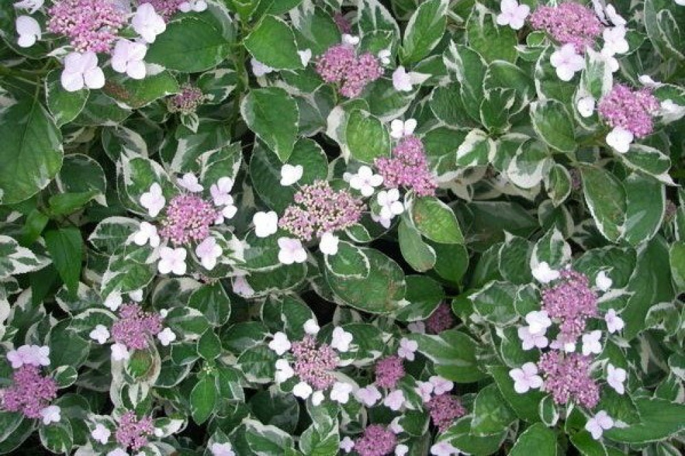 Гортензія великолистова "Триколор" Hydrangea macrophylla "Tricolor". р9 - Зображення 3