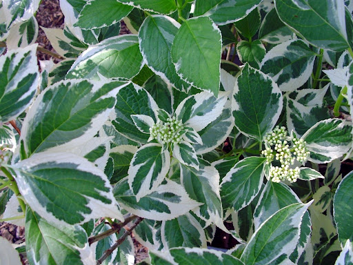 Гортензія великолистова "Триколор" Hydrangea macrophylla "Tricolor". р9 - Зображення 4
