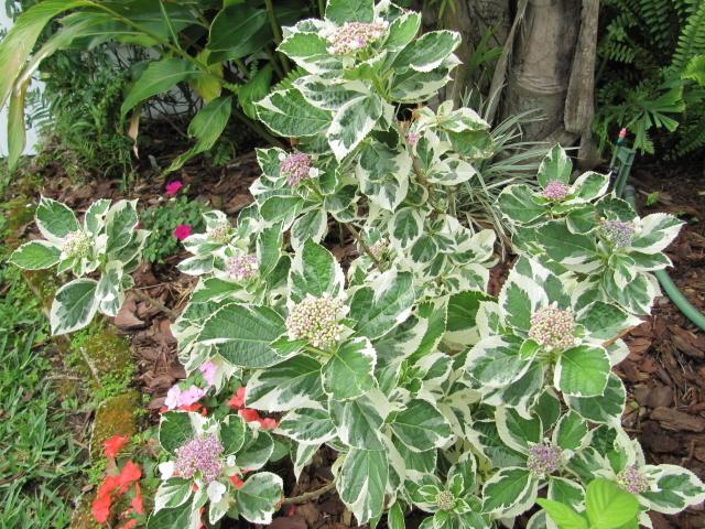 Гортензія великолистова "Триколор" Hydrangea macrophylla "Tricolor". р9 - Зображення 5