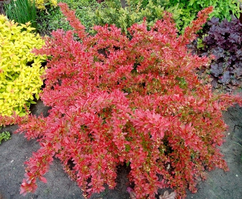 Барбарис Тунберга 'Оранж Дрім' Berberis thunbergii 'Orange Dream' С1. 5 - Зображення 2