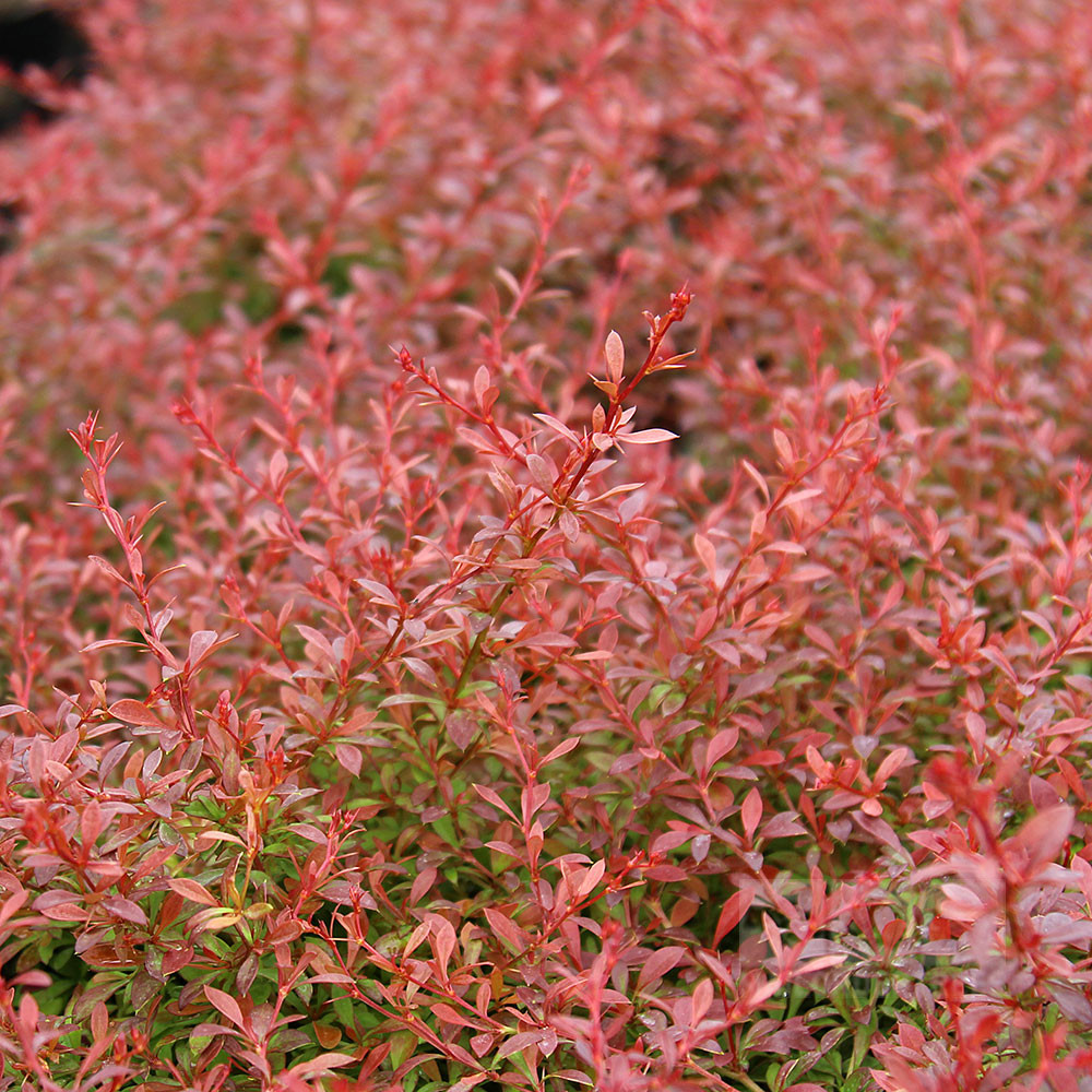 Барбарис Тунберга 'Оранж Дрім' Berberis thunbergii 'Orange Dream' С1. 5 - Зображення 3