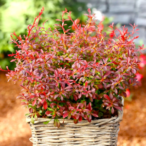Барбарис Тунберга 'Оранж Дрім' Berberis thunbergii 'Orange Dream' С1. 5