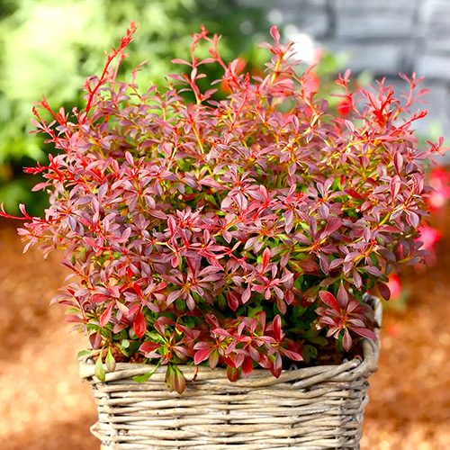 Барбарис Тунберга 'Оранж Дрім' Berberis thunbergii 'Orange Dream' С1. 5