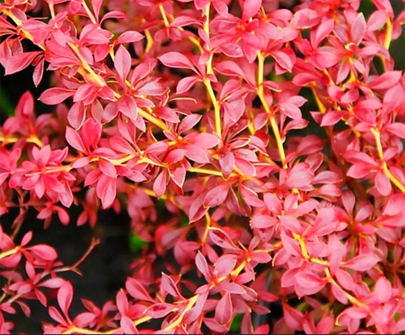 Барбарис Тунберга 'Оранж Дрім' Berberis thunbergii 'Orange Dream' С1. 5 - Зображення 4