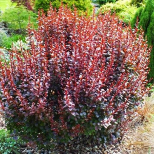 Барбарис Тунберга 'Дартс Ред Леді' Berberis thunbergii 'Darts Red Lady'