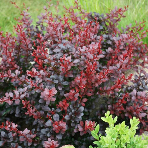 Барбарис Тунберга 'Дартс Ред Леді' Berberis thunbergii 'Darts Red Lady' - Зображення 4