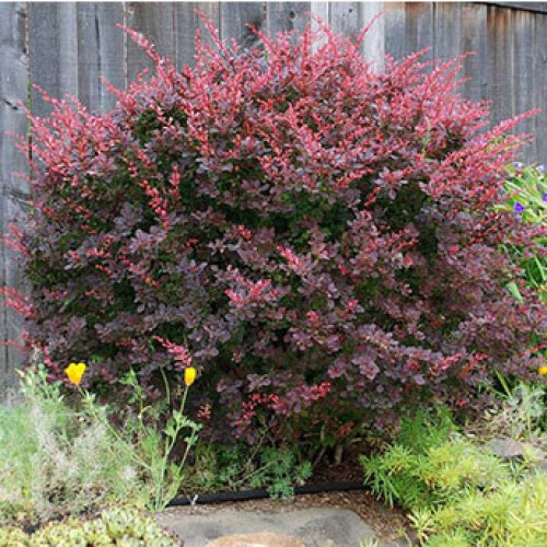 Барбарис Тунберга 'Дартс Ред Леді' Berberis thunbergii 'Darts Red Lady' - Зображення 5