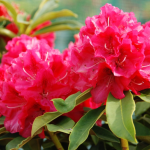 Рододендрон 'Вілгенс Рубі', Rhododendron 'Wilgen's Ruby'