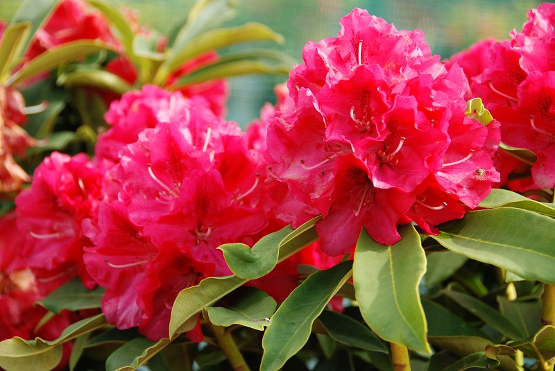 Рододендрон 'Вілгенс Рубі', Rhododendron 'Wilgen's Ruby'