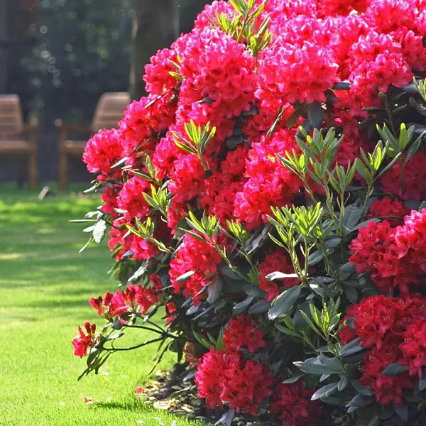 Рододендрон 'Вілгенс Рубі', Rhododendron 'Wilgen's Ruby' - Зображення 2