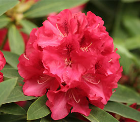 Рододендрон 'Вілгенс Рубі', Rhododendron 'Wilgen's Ruby' - Зображення 4