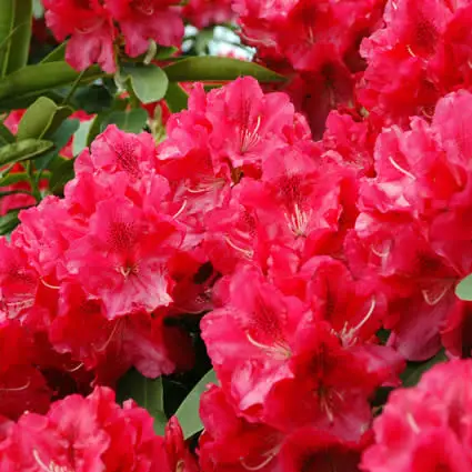 Рододендрон 'Вілгенс Рубі', Rhododendron 'Wilgen's Ruby' - Зображення 5