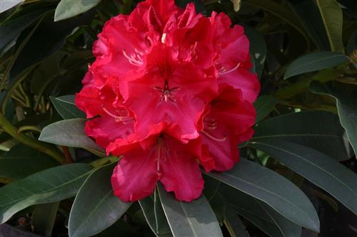 Рододендрон 'Вілгенс Рубі', Rhododendron 'Wilgen's Ruby' - Зображення 6