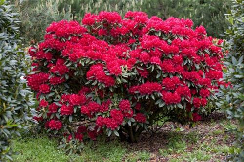 Рододендрон 'Вілгенс Рубі', Rhododendron 'Wilgen's Ruby' - Зображення 3