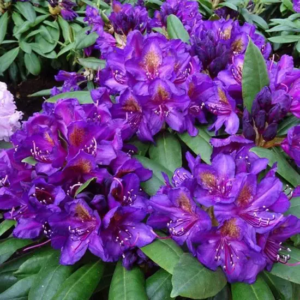 Рододендрон 'Марцел Менард' Rhododendron 'Marcel Menard'