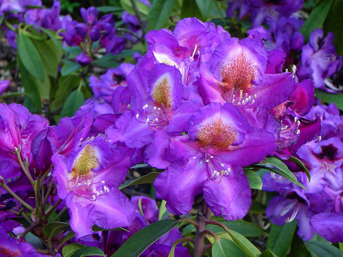 Рододендрон 'Марцел Менард' Rhododendron 'Marcel Menard' - Зображення 2