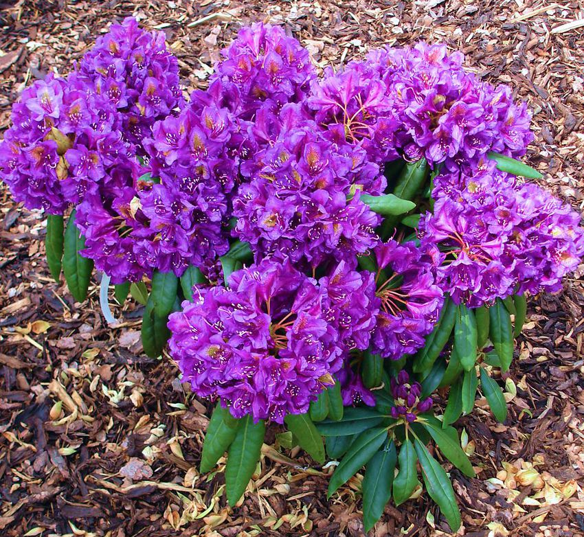 Рододендрон 'Марцел Менард' Rhododendron 'Marcel Menard' - Зображення 3