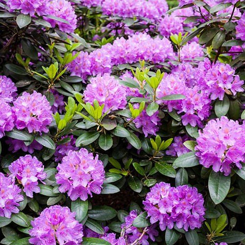 Рододендрон 'Марцел Менард' Rhododendron 'Marcel Menard' - Зображення 4