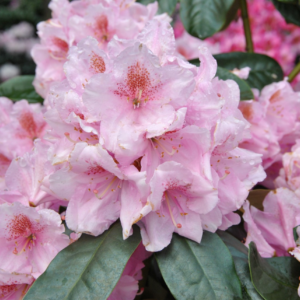 Рододендрон гібридний "Сцінтіллейшн" Rhododendron 'Scintillation'
