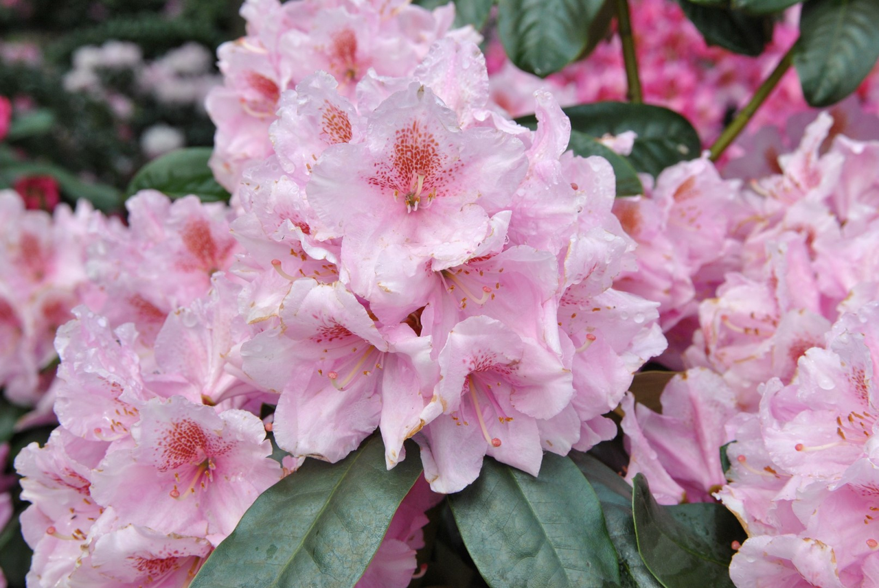 Рододендрон гібридний "Сцінтіллейшн" Rhododendron 'Scintillation'
