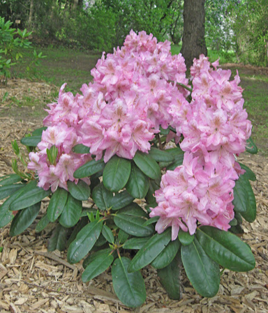 Рододендрон гібридний "Сцінтіллейшн" Rhododendron 'Scintillation' - Зображення 2