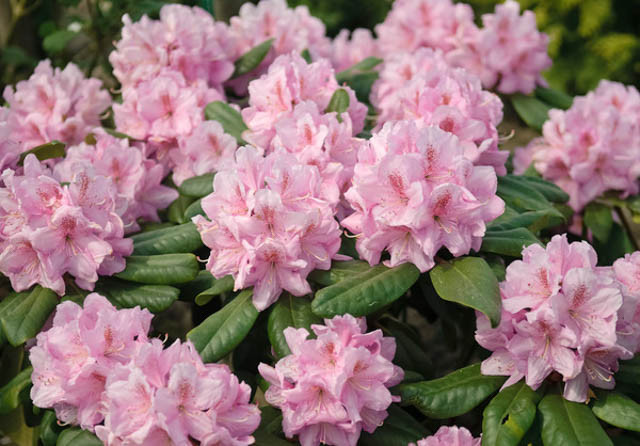 Рододендрон гібридний "Сцінтіллейшн" Rhododendron 'Scintillation' - Зображення 3