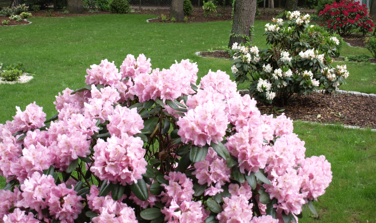 Рододендрон гібридний "Сцінтіллейшн" Rhododendron 'Scintillation' - Зображення 4