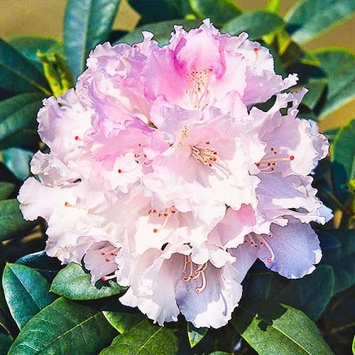 Рододендрон якушиманський Сільберволк Rhododendron 'Silberwolke' - Зображення 2