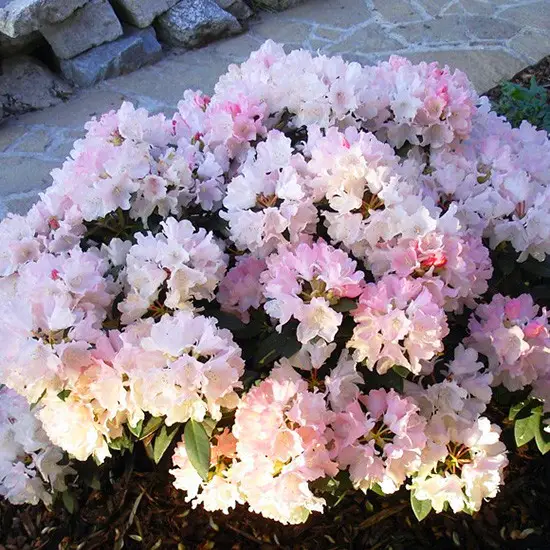 Рододендрон якушиманський Сільберволк Rhododendron 'Silberwolke' - Зображення 3