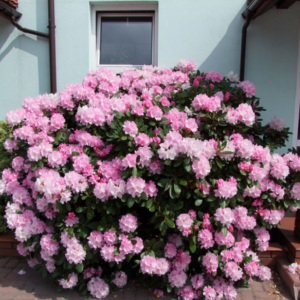 Рододендрон якушиманський Сільберволк Rhododendron 'Silberwolke'