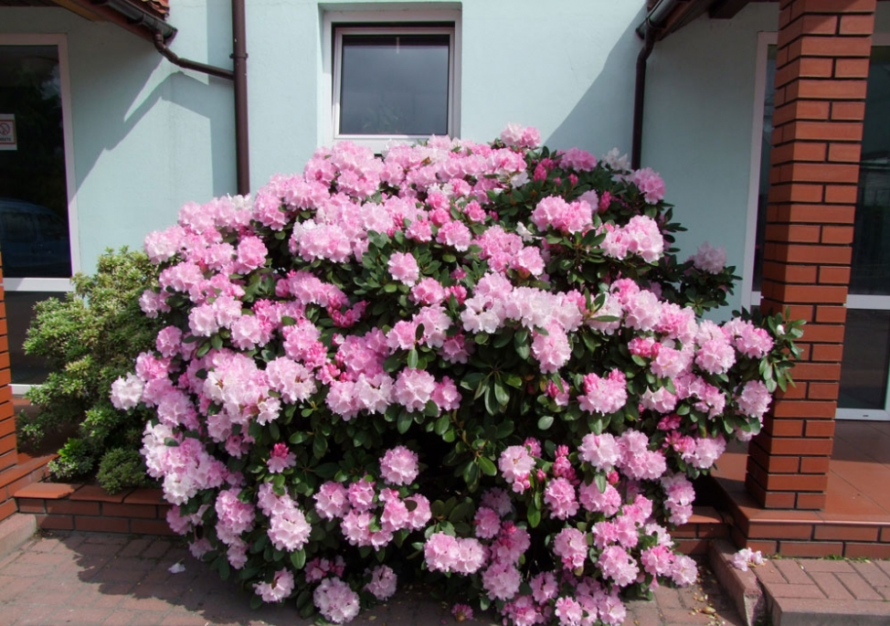 Рододендрон якушиманський Сільберволк Rhododendron 'Silberwolke'